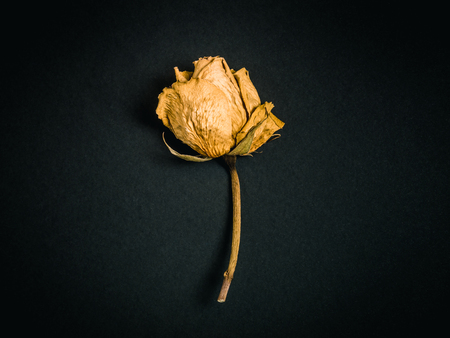 Yellow rose. Dried flower on a dark background. Flat lay stylingの写真素材
