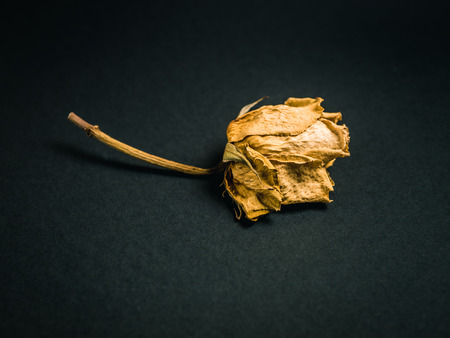 Yellow rose. Dried flower on a dark background. Flat lay stylingの写真素材