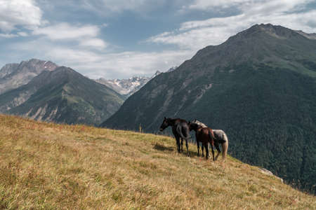 Wild horses graze on a mountain meadow. summer day. Elbrus regionの写真素材