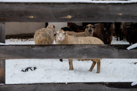 Brown, white and black sheeps in the paddock. winter dayの写真素材