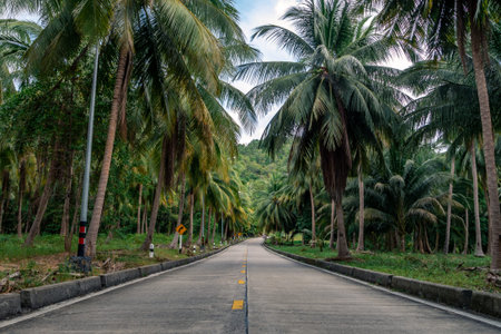 Beautiful road through the jungle with palm trees