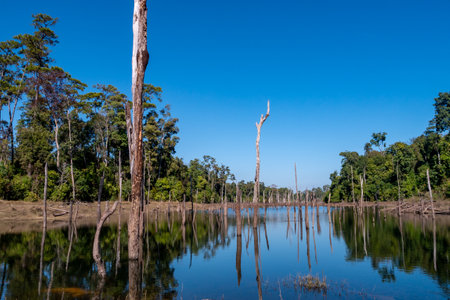 Flooded trees in water. Ecology. laosの写真素材