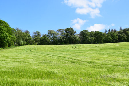 Green meadow with blue sky and trees in the background, Englandの写真素材