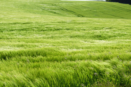 Green wheat field in the countryside of Northern Italy. Close up.の写真素材
