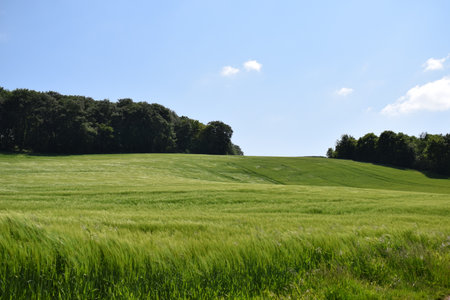 Green wheat field on a sunny summer day in the countryside of the Eifelの写真素材