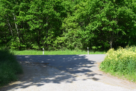 Asphalt road in the forest with trees in the background, summer landscapeの写真素材