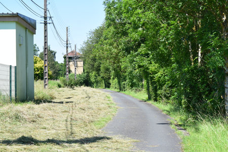 Country road in the middle of the forest with green grass and treesの写真素材