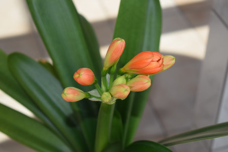 Beautiful orange flowers in the garden, closeup of photo.