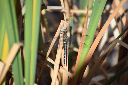 Blue dragonfly resting on a blade of grass in the sun.