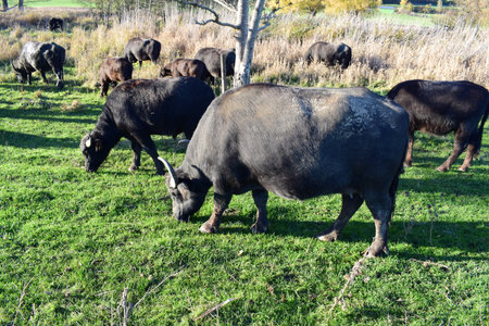 Herd of cows grazing in a meadow on a sunny dayの写真素材