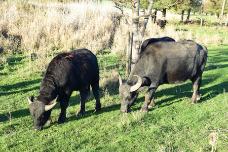 Water buffalo in the meadow in sunny day. Black water buffalo.の写真素材