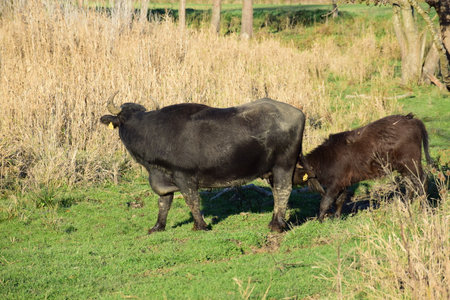 Two black cows graze in a meadow in the spring.の写真素材