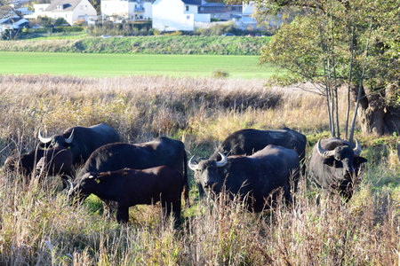 A herd of water buffalos grazing in a field in autumn.の写真素材