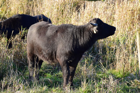 Black buffalo in the meadow on sunny autumn day, close upの写真素材