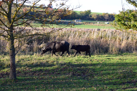 Cows grazing in the meadow in the countryside in autumn.の写真素材