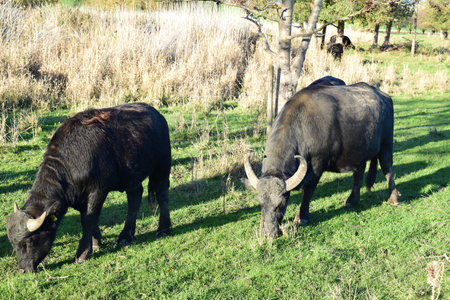 Buffalo grazing in a meadow on a bright sunny day.の写真素材