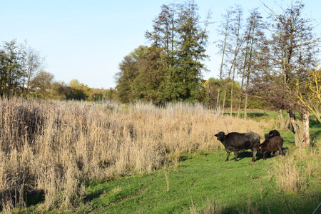 Buffaloes in a meadow with reeds and trees in the backgroundの写真素材