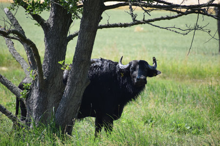 Buffalo in the meadow with tree and grass in the backgroundの写真素材