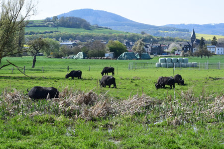 a group of black cattle in a meadow on a sunny dayの写真素材