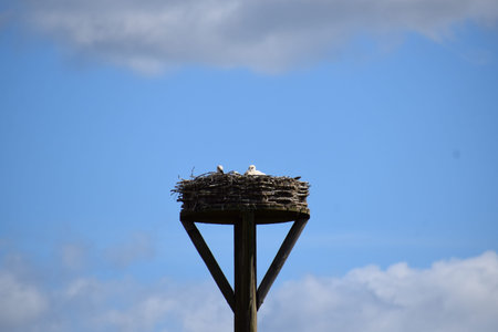 Stork nest with two storks on a pole against a blue sky