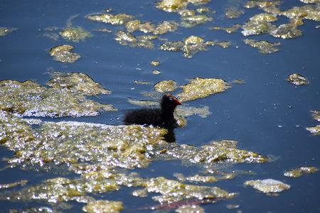 A black coot swimming in a pond in the springtime.の写真素材