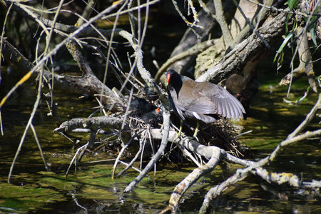 Moorhen nesting on a branch in a small pond in Floridaの写真素材