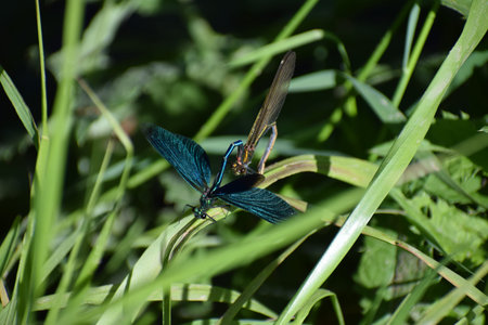 blue dragonfly on the green grass in the garden close-up