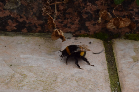 Bumblebee, Bombus terrestris, single insect on leaf