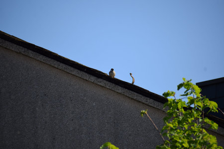 Bird sitting on the roof of a building in the city in summer