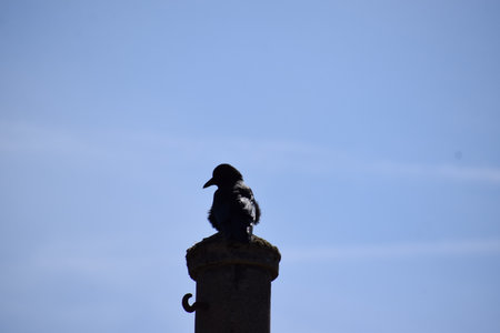 Bird sitting on top of a column against the blue skyの写真素材