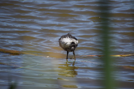 Bird in the water of a pond, selective focus