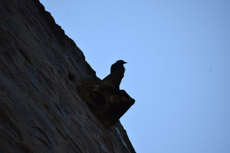 Crow sitting on the top of a rock with blue sky in the backgroundの写真素材