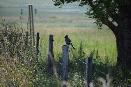 A European Jay perched on a fence post in the middle of a field.