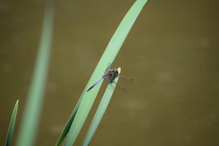 dragonfly sitting on a blade of grass.