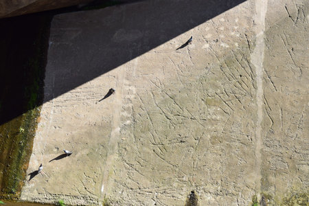 birds sitting on a stone in the sun