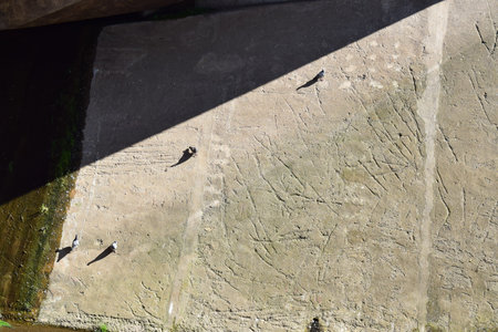 A flock of pigeons sits on a concrete bridge in the sun.