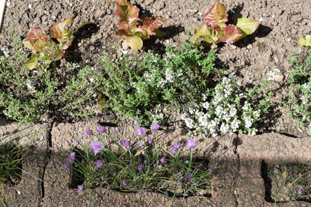 Flower bed in the garden with green grass and purple flowers.の写真素材