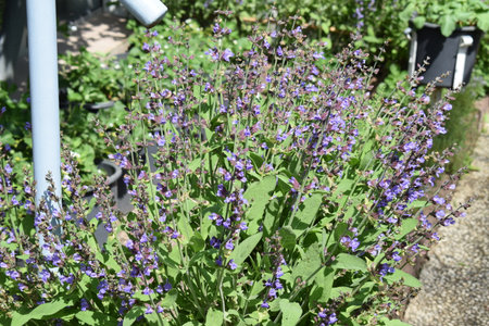 Salvia officinalis, also known as common sage, is a plant with purple flowers.の写真素材