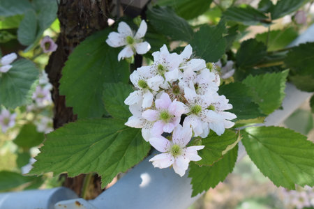 White flowers on a blackberry bush with green leaves in the gardenの写真素材
