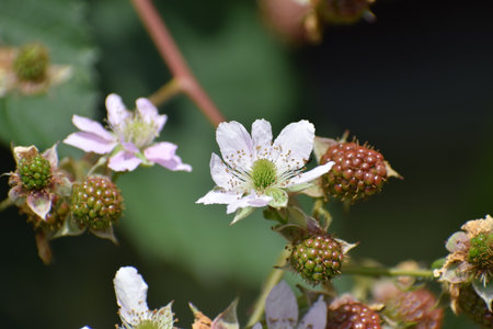 flowers of a blackberry on a bush in the summer gardenの写真素材
