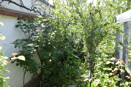 Garden with green plants in a sunny summer day, horizontal photoの写真素材