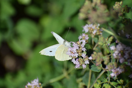 Pieris rapae, Pieris rapae, butterfly on a flowerの写真素材