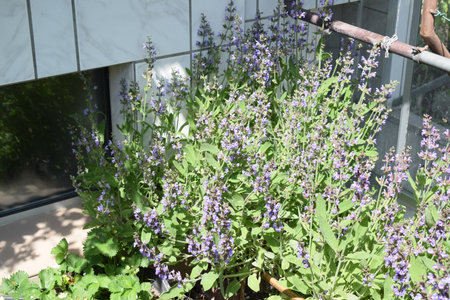 Salvia officinalis, commonly known as salvia officinalisの写真素材