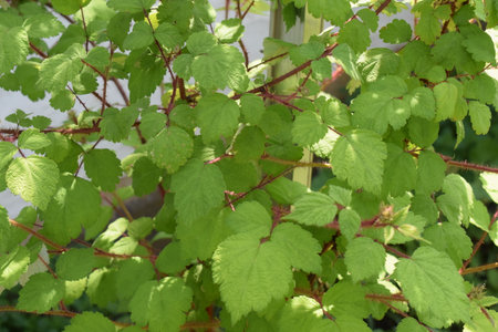 Japanese Wineberry bush with green leaves in the garden on a sunny dayの写真素材