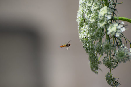 Darwin wasp on the flower of a dill (Daucus carota)