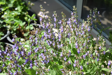Salvia officinalis, commonly known as salvia officinalisの写真素材