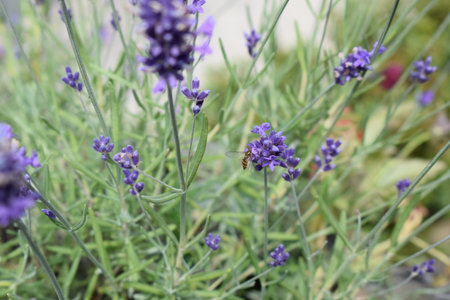 Lavender flowers blooming in the garden, shallow depth of fieldの写真素材