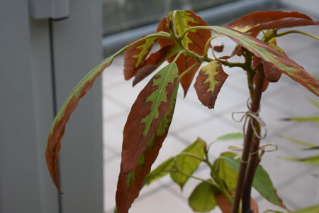 Leaves of a houseplant with brown and yellow variegated leavesの写真素材