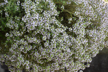 Thyme (Thymus vulgaris) blooming in the gardenの写真素材