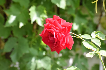 Red rose in the garden with green leaves on the background, stock photoの写真素材